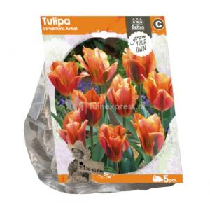 Baltus Tulipa Viridiflora Artist tulpen bloembollen per 5 stuks